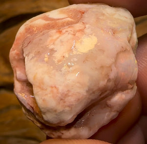 39.6cts - Opalised Shell Rare Geological Specimen a from South Australia