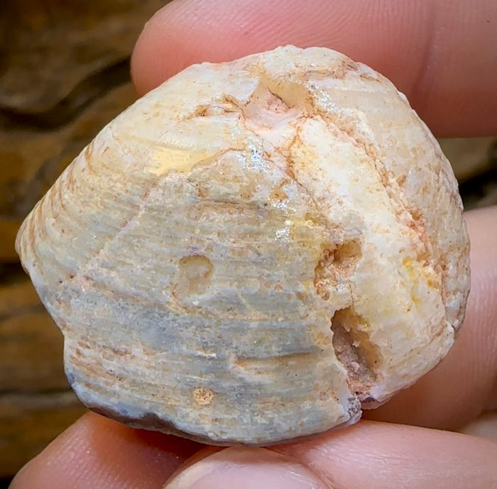 84.4cts - Opalised Fossil Shell Specimen from South Australia - Opal Whisperers