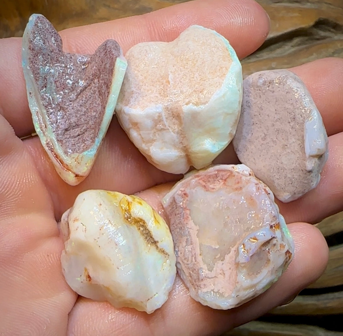 153cts - 5x Opalised Shell Geological Specimens from South Australia - Opal Whisperers
