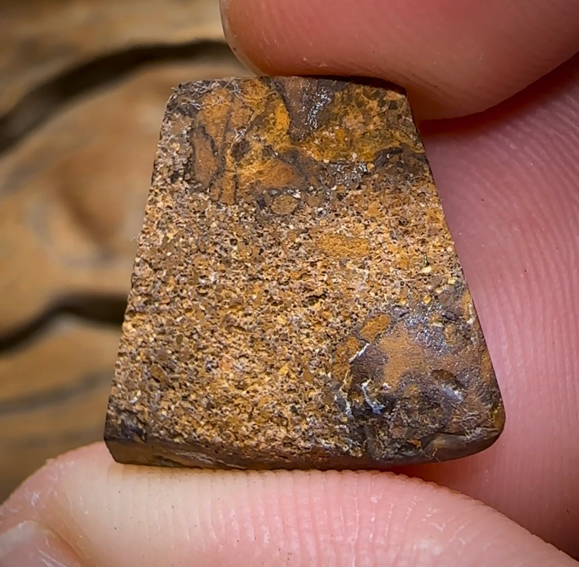 19.3cts - “Elvis” Picture Stone Polished Koroit Nut Opal Specimen with Kernel - Opal Whisperers