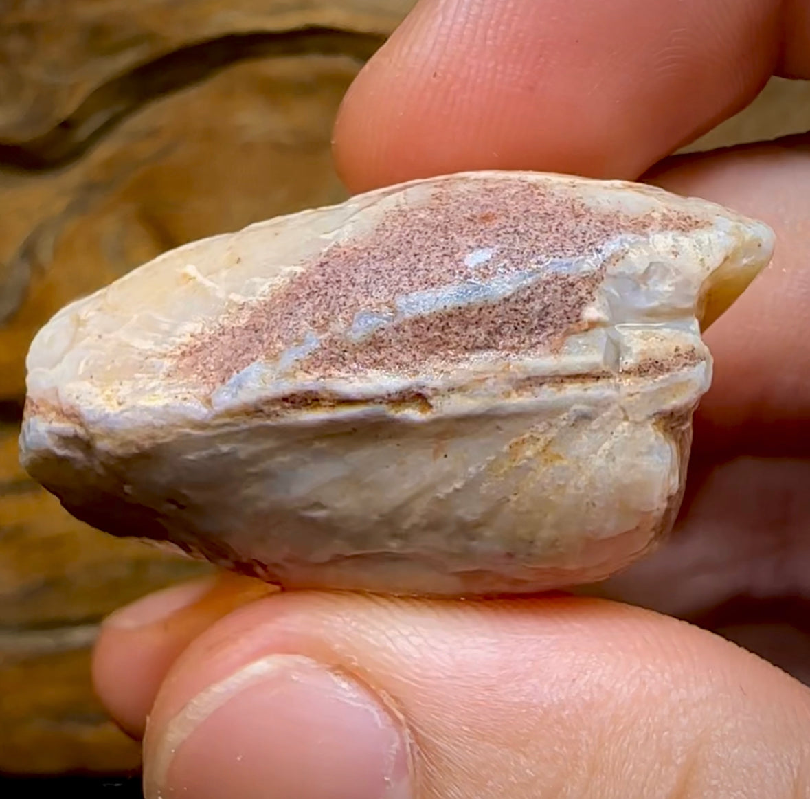 81.6cts - Opalised Fossil Mussel Shell Specimen from South Australia - Opal Whisperers