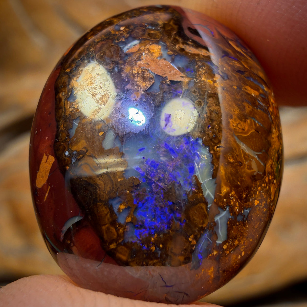 37.8cts - Koroit Nut Opal. Australian Opal