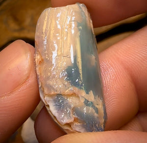 75.2cts - 3x Opalised Shell Geological Specimens from Lightning Ridge