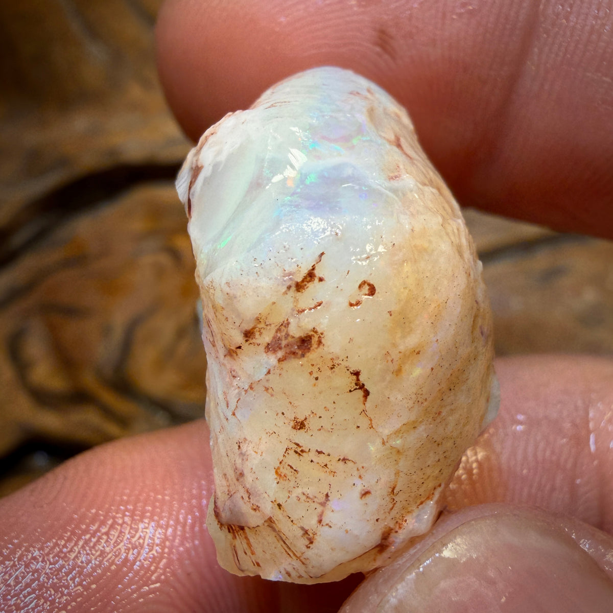 47.8cts - Opalised Shell Geological Specimen from South Australia