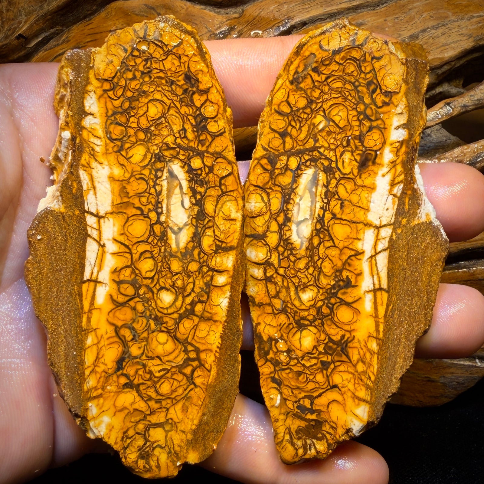 565cts - Large Tribal Yowah Nut Opal Rough Pair. Australian Opal