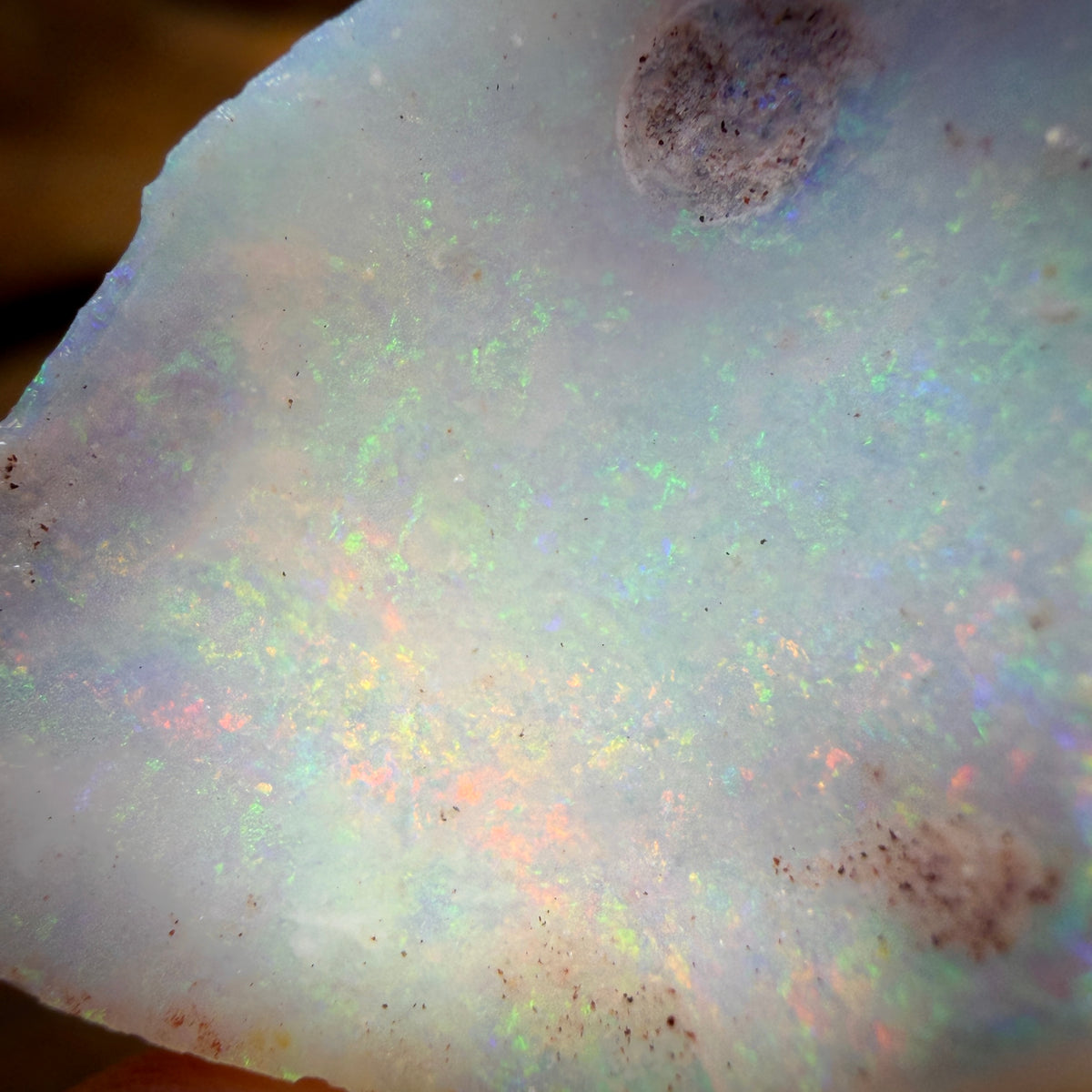 18,2 ct – 2x opalisierte Muschelrohlinge aus Südaustralien