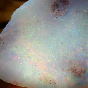 18,2 cts - 2 spécimens bruts géologiques de coquillages opalisés d'Australie du Sud