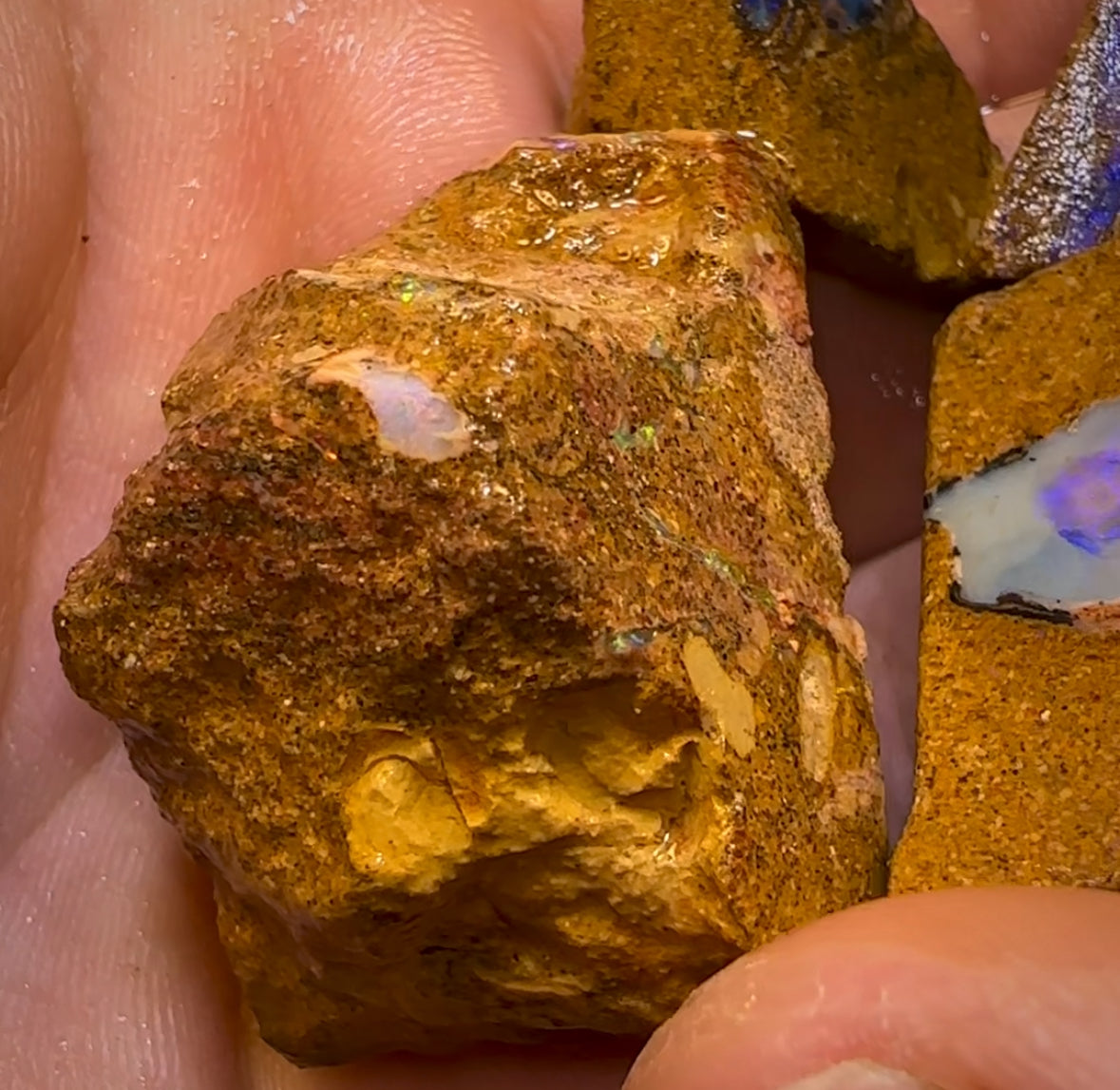 227cts - 5x Queensland Boulder Pipe Opal Rough Parcel