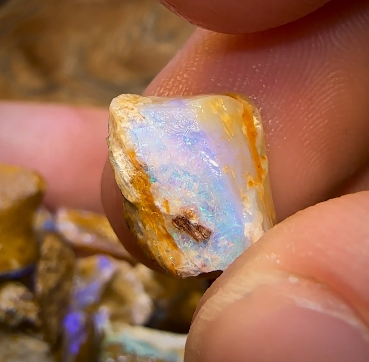 215cts - 25x Opalised Wood/Vegetation Fossil Rough Parcel from Yowah