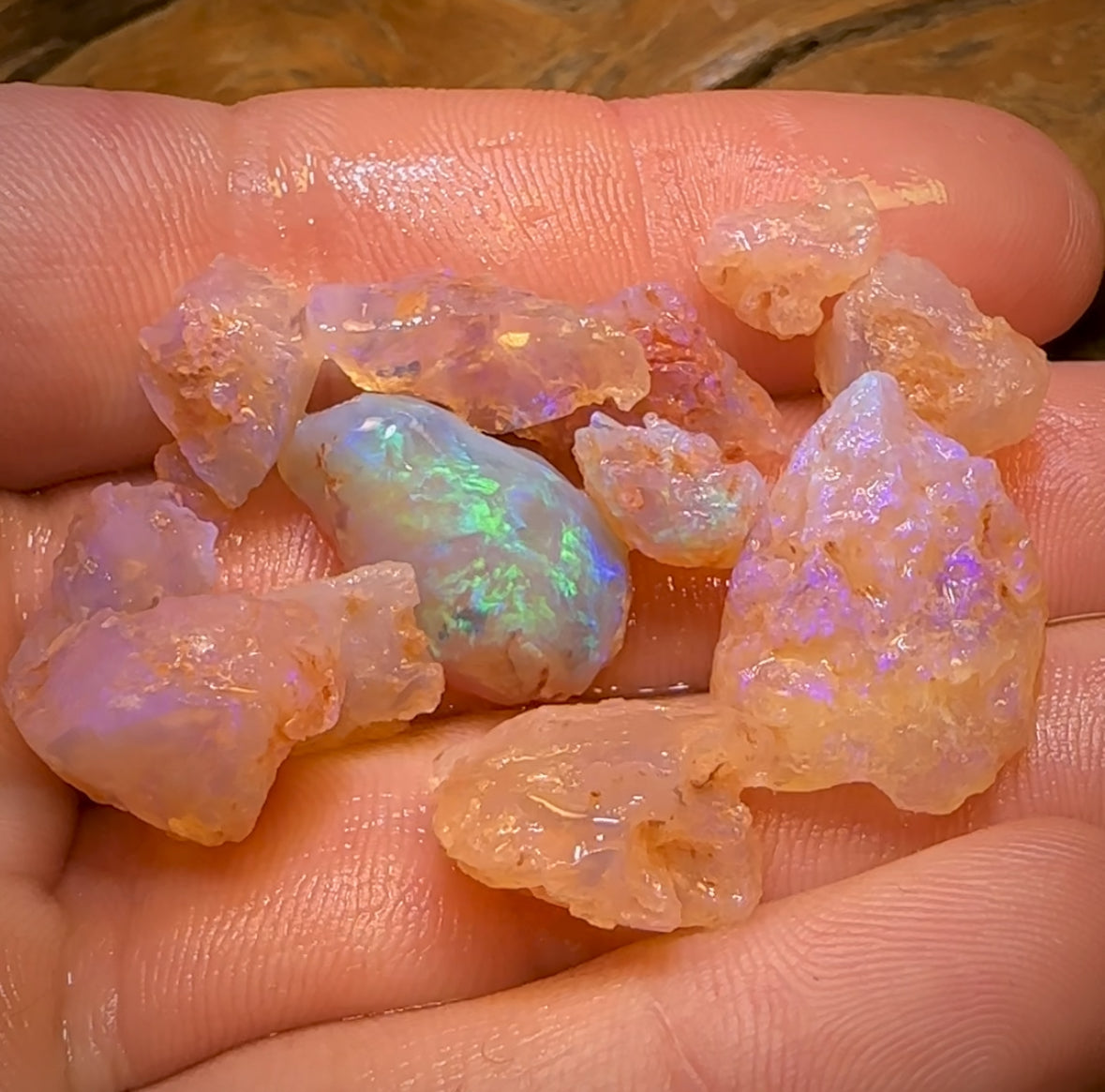 63.3cts - 12x Opalised Fossil Geological Specimens from Lightning Ridge
