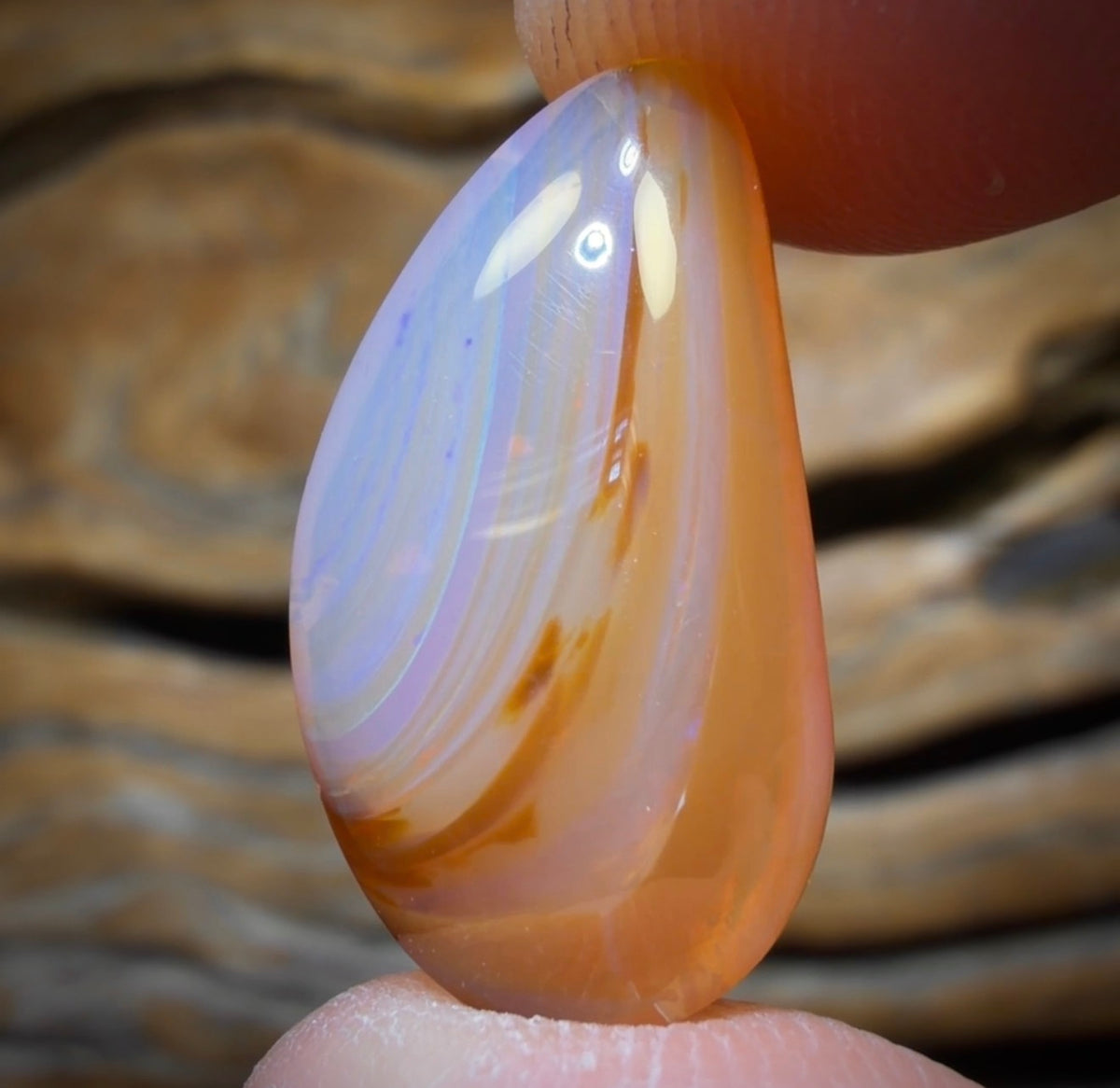 9.1cts - Honey Shell Queensland Boulder Seam Opal