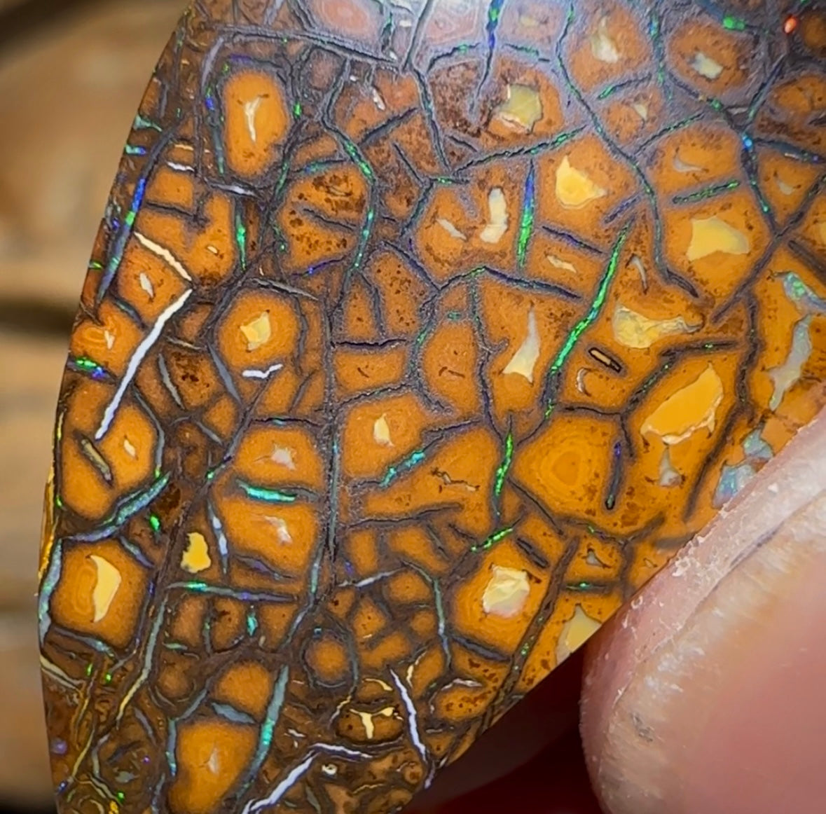 38cts - ‘Green Honey’ Tribal Queensland Boulder Opal - Opal Whisperers