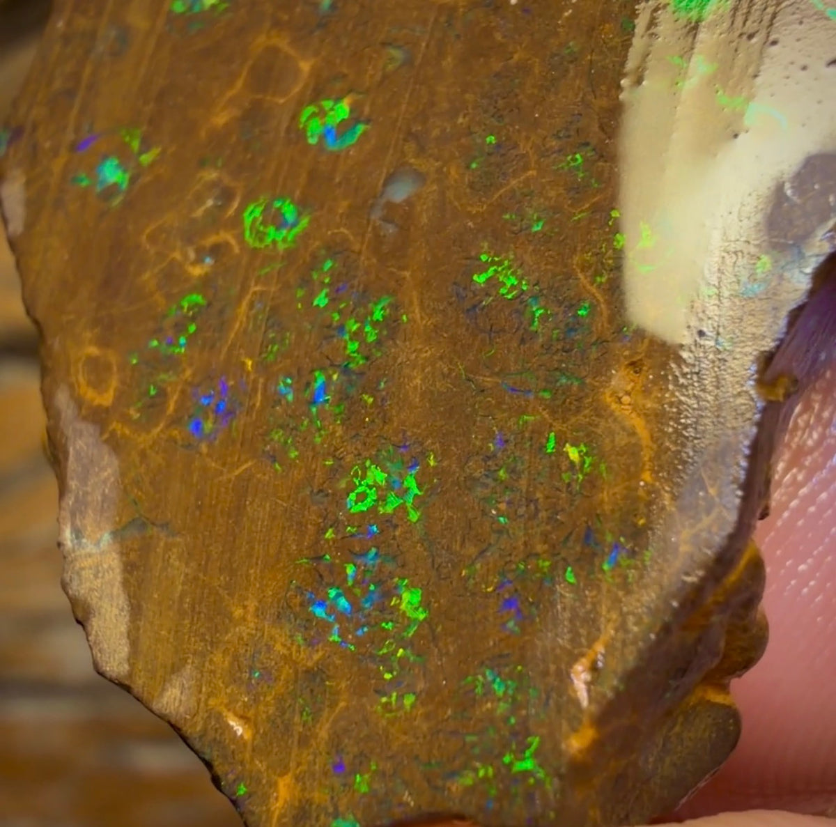 Wildcard! 76.7cts - Australian Boulder Opal Rough Piece. Bubble Band
