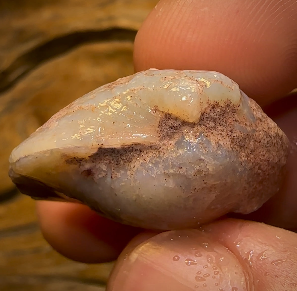 50.2cts - Opalised Shell Rare Geological Specimen from South Australia