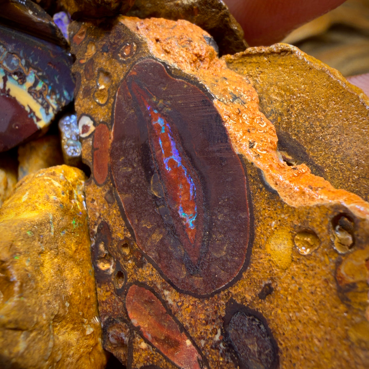 🔒439.5cts - 25x Opalised Wood/Vegetation Fossil Rough Parcel from Yowah