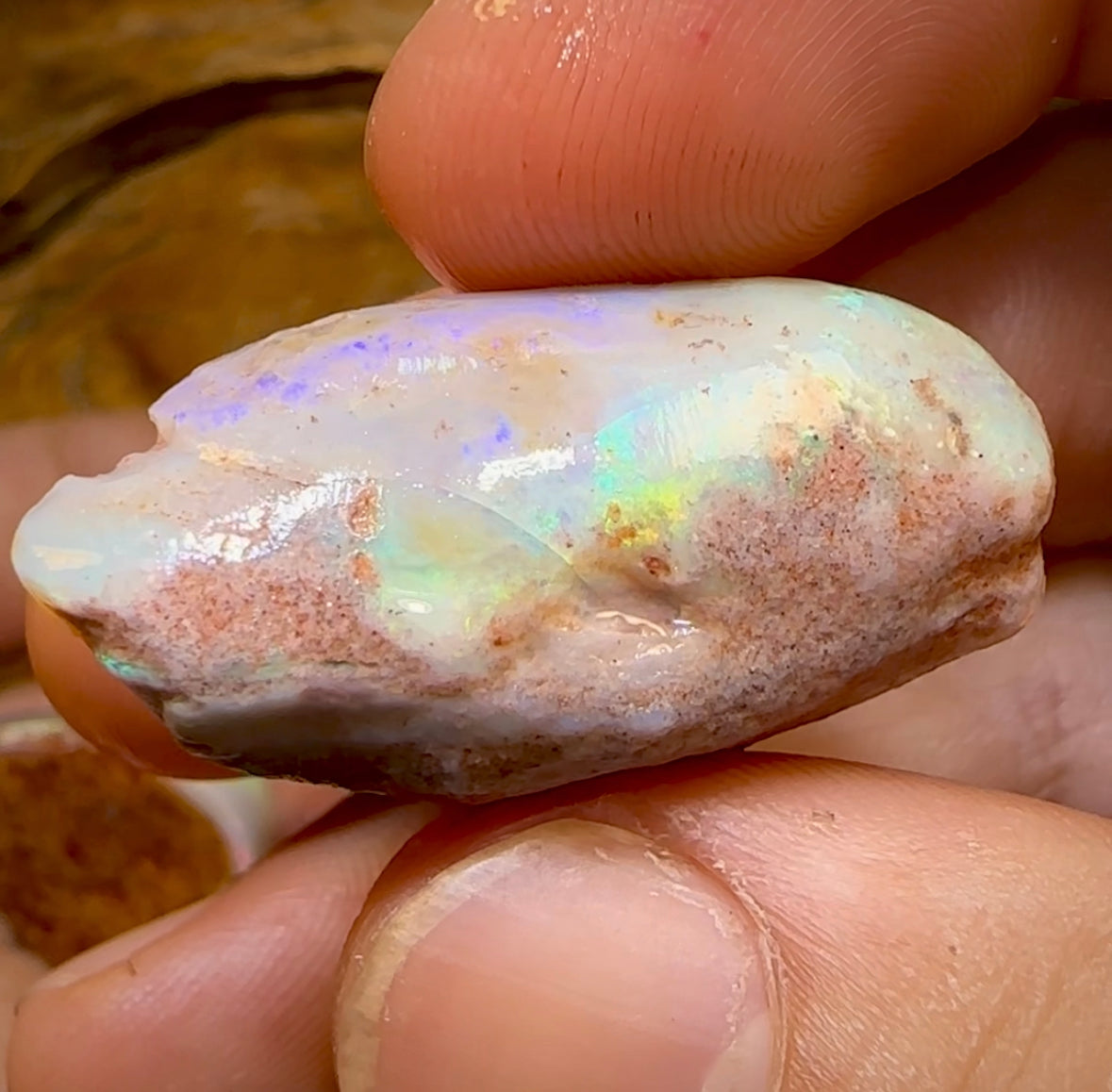 151.9cts - 3x Opalised Fossil Shell Specimens from South Australia