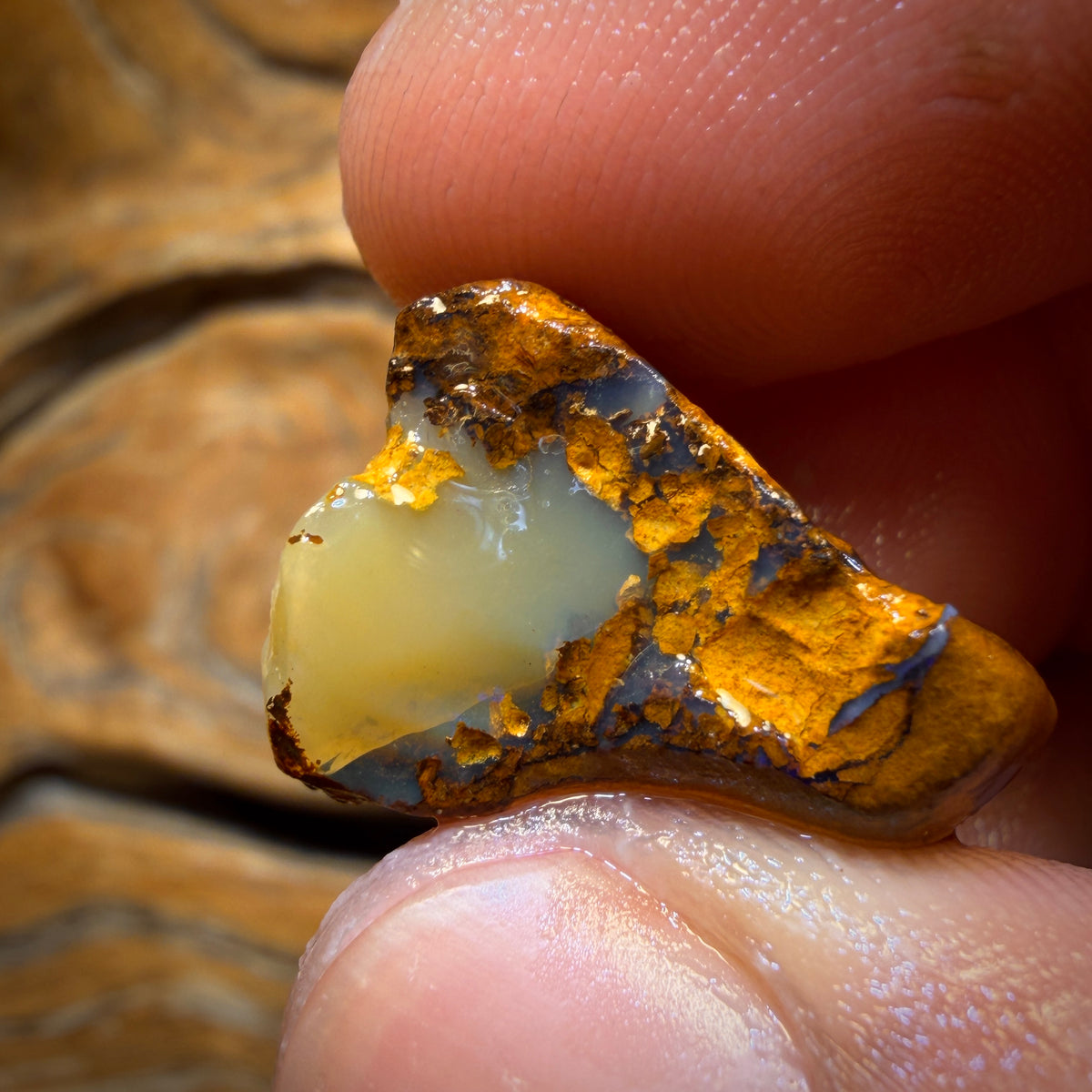 🔨 AUCTION 🔨 24.2cts - Boulder Pipe Opal Rough Piece. Australian Opal