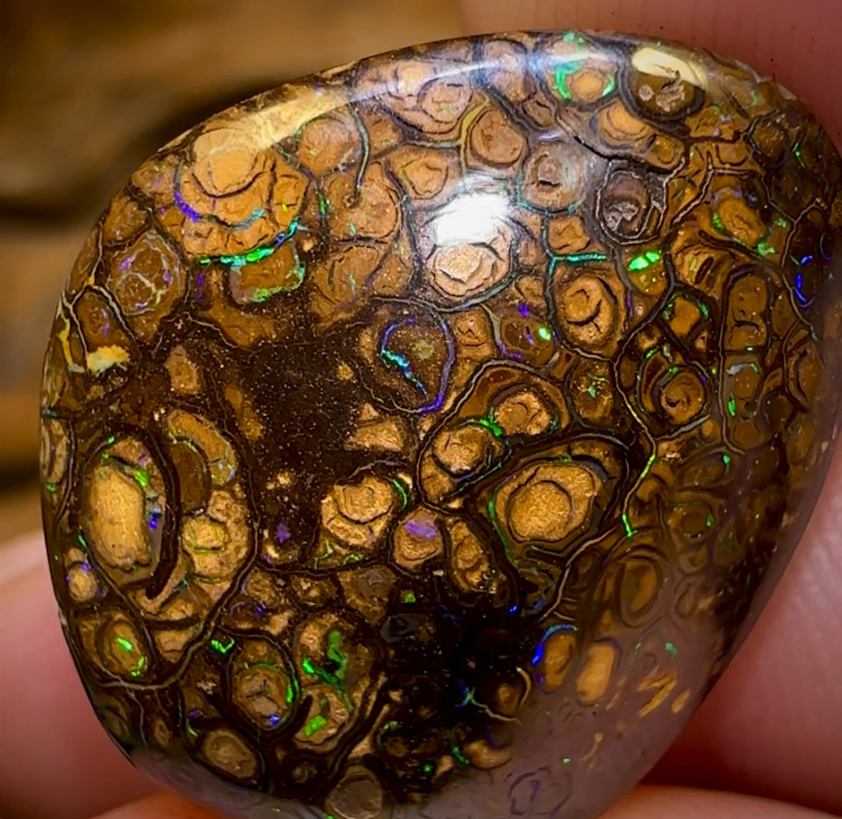 27.3cts - Queensland Boulder Opal. Top Pattern Yowah Tribal - Opal Whisperers