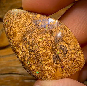 85.1cts - Large Tan Tribal Yowah Nut Opal