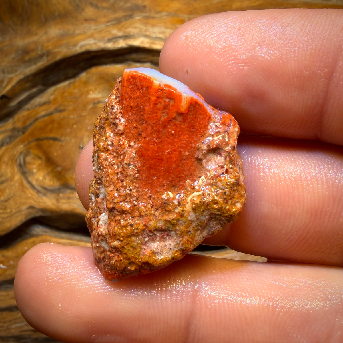 30.9cts - Boulder Pipe Opal Rough Piece. Australian Opal
