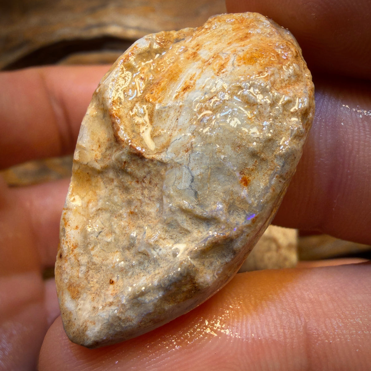 Celebrity Card! 136.2cts - 3x Opalised Fossil Shell Specimens. Featured on ‘Outback Opal Hunters’!