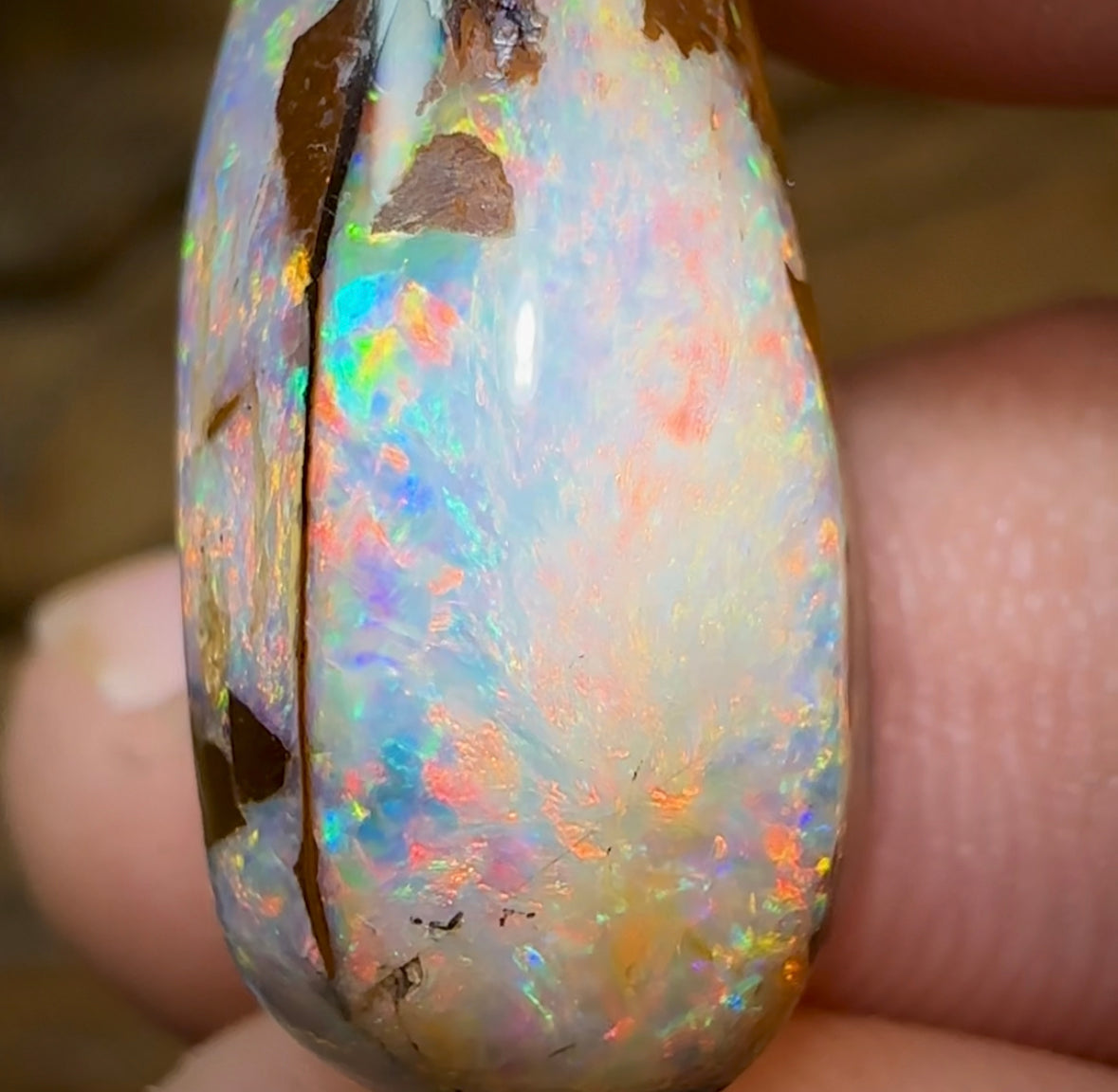 17.5cts - Yowah Nut Kernel Opal, Christmas Beetle - Opal Whisperers
