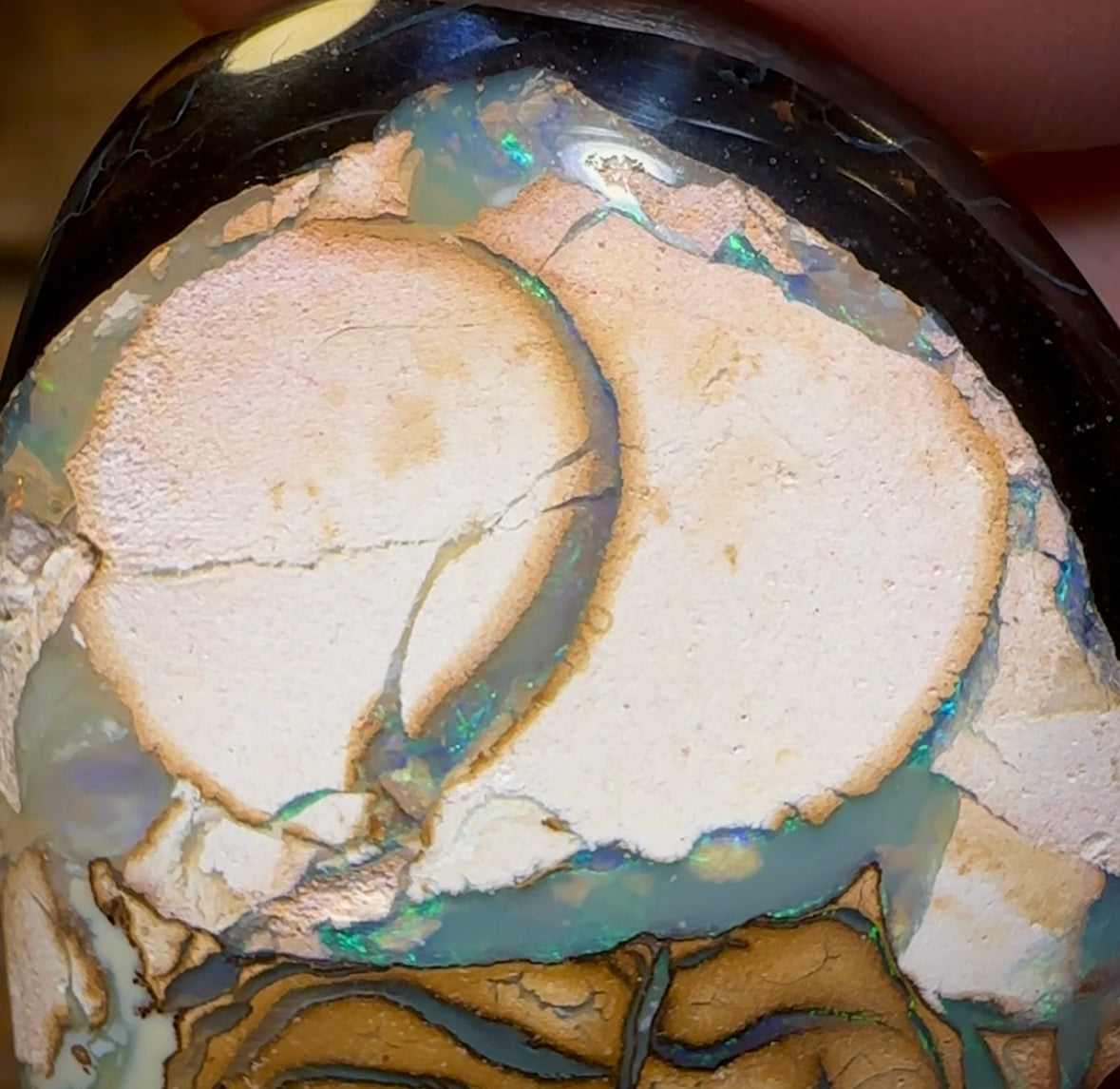 60.2cts - Yowah Nut “Porcelain Swan” White / Tan Tribal Opal. Australian Opal - Opal Whisperers