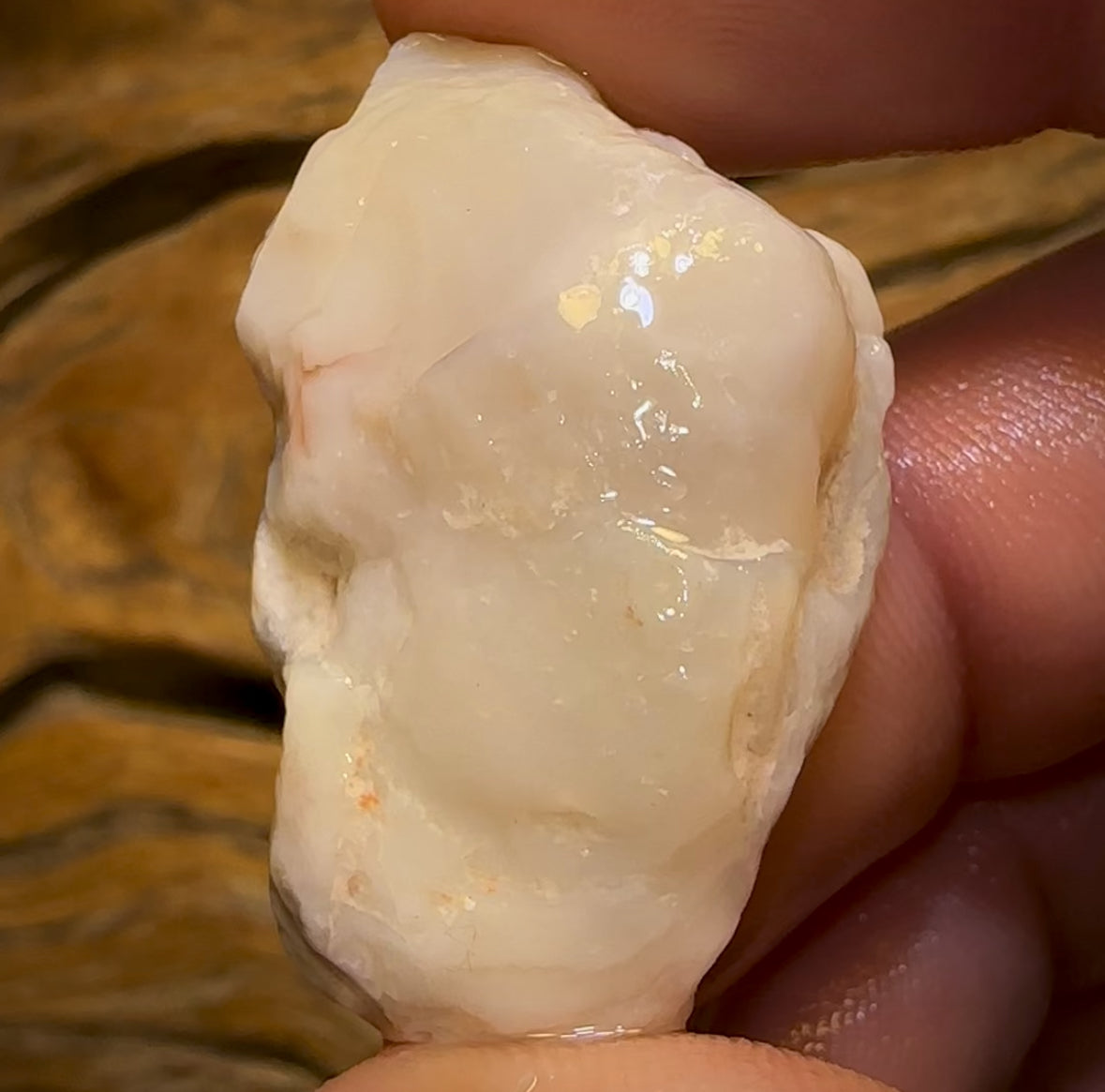 Auction Fall-Through = Your Gain! 🔥 Now More Than 50% Off RRP 🚨 61.4cts - Opalised Shell Rare Geological Specimen from South Australia