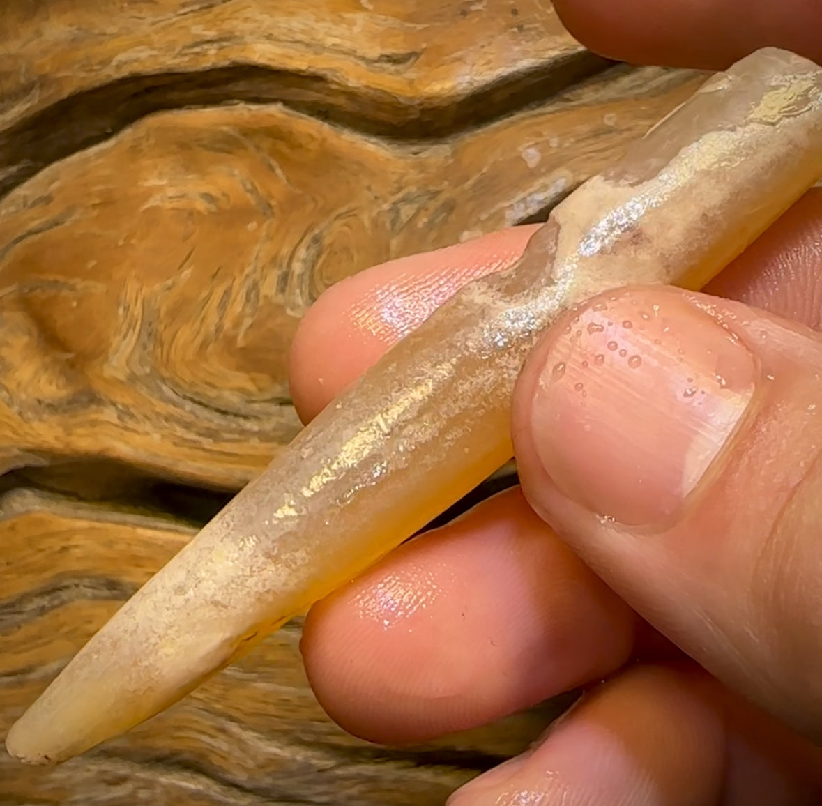 64.1cts - Opalised Belemnite Geological Specimen from South Australia