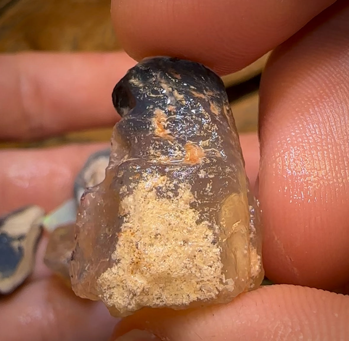 72.8cts - 5x Opalised Shell Geological Specimens from Lightning Ridge