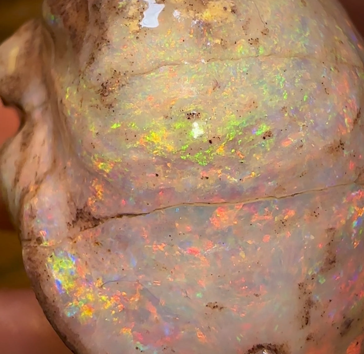 79.5cts - TOP Opalised Shell Rare Geological Specimen from South Australia