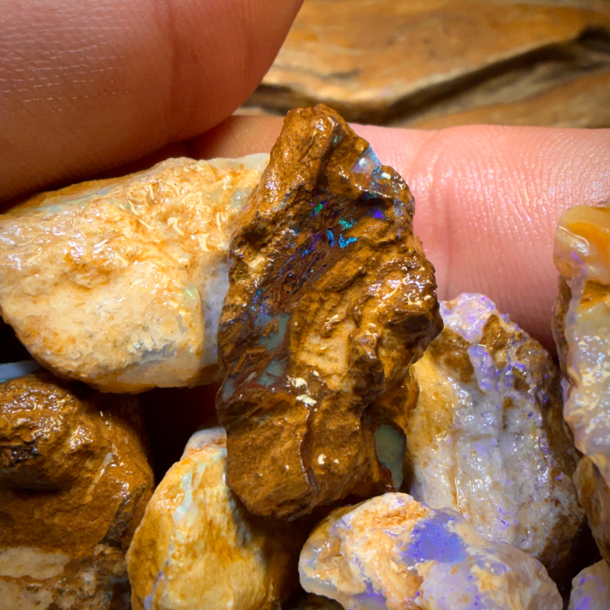 Wild card! 259.5cts - 10x Opalised Wood/Vegetation Fossil Rough Parcel from Yowah