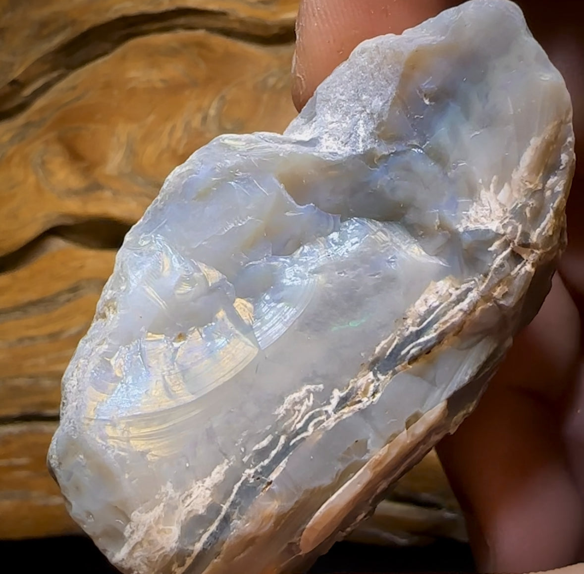 Auction Fall-Through = Your Gain! 🔥 Now More Than 50% Off RRP 🚨 310.5cts - LARGE Lightning Ridge Black Potch Opal Rough Piece