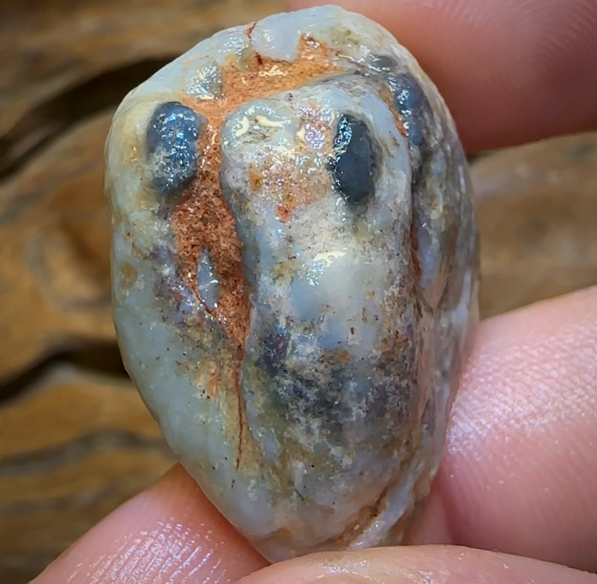 Auction Fall-Through = Your Gain! 🔥 Now More Than 50% Off RRP 🚨 42.4cts - Opalised Shell Rare Geological Specimen from South Australia