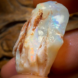 47.8cts - Opalised Shell Geological Specimen from South Australia