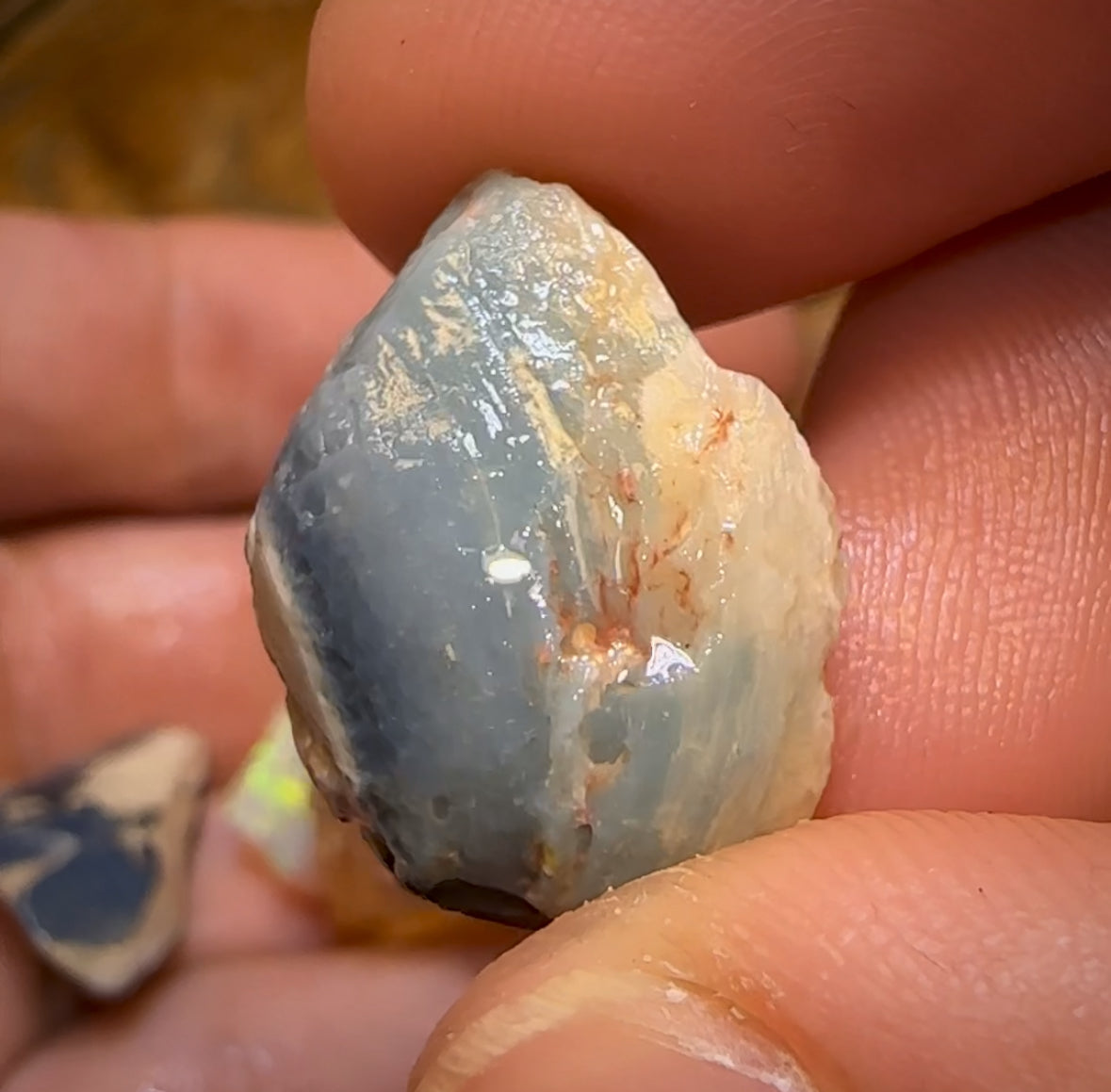 72.8cts - 5x Opalised Shell Geological Specimens from Lightning Ridge