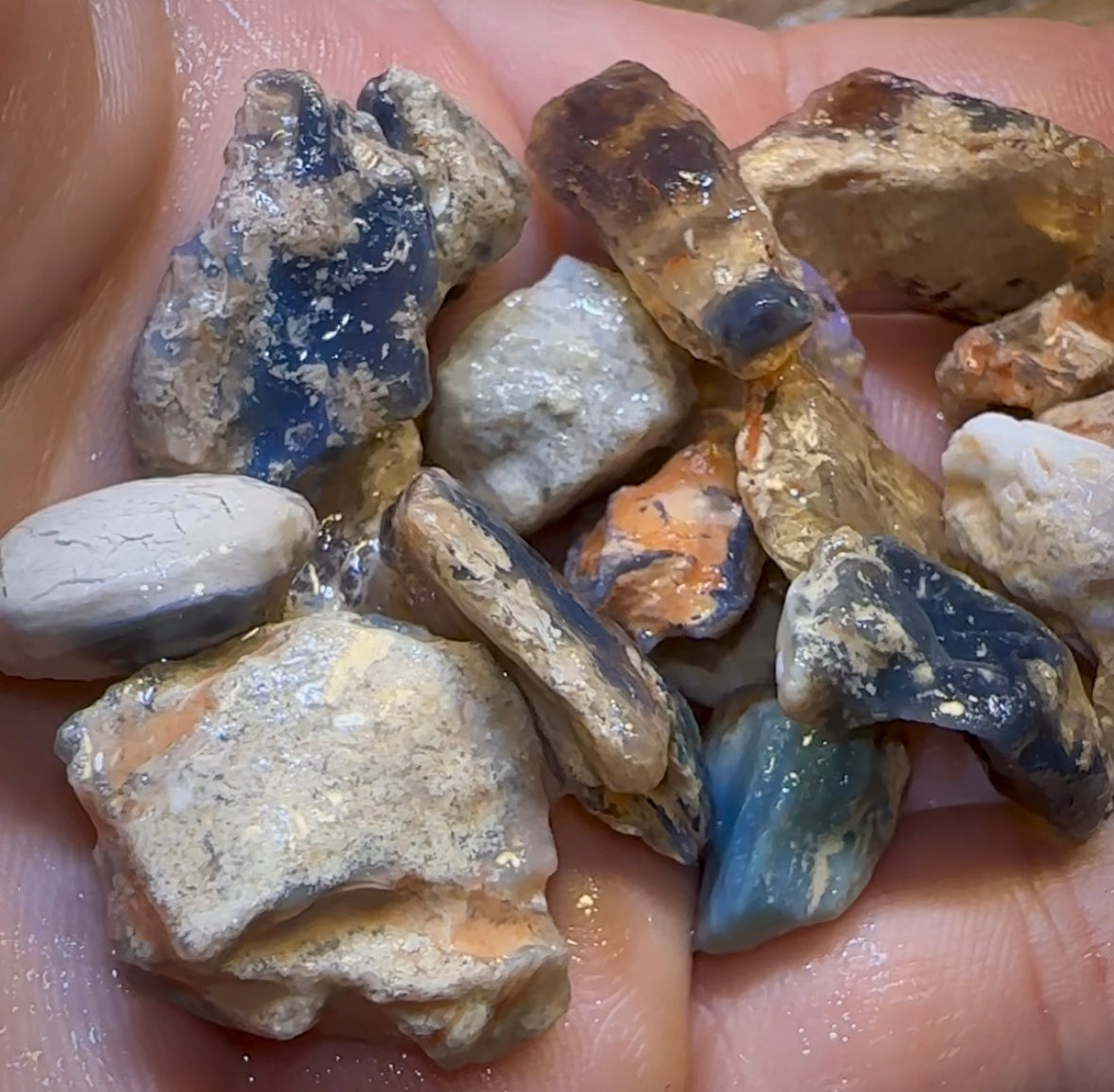 201.2cts - 23x Lightning Ridge Fossil Replacement Opal Rough Parcel. Australian Opal Under $2/Ct - Opal Whisperers