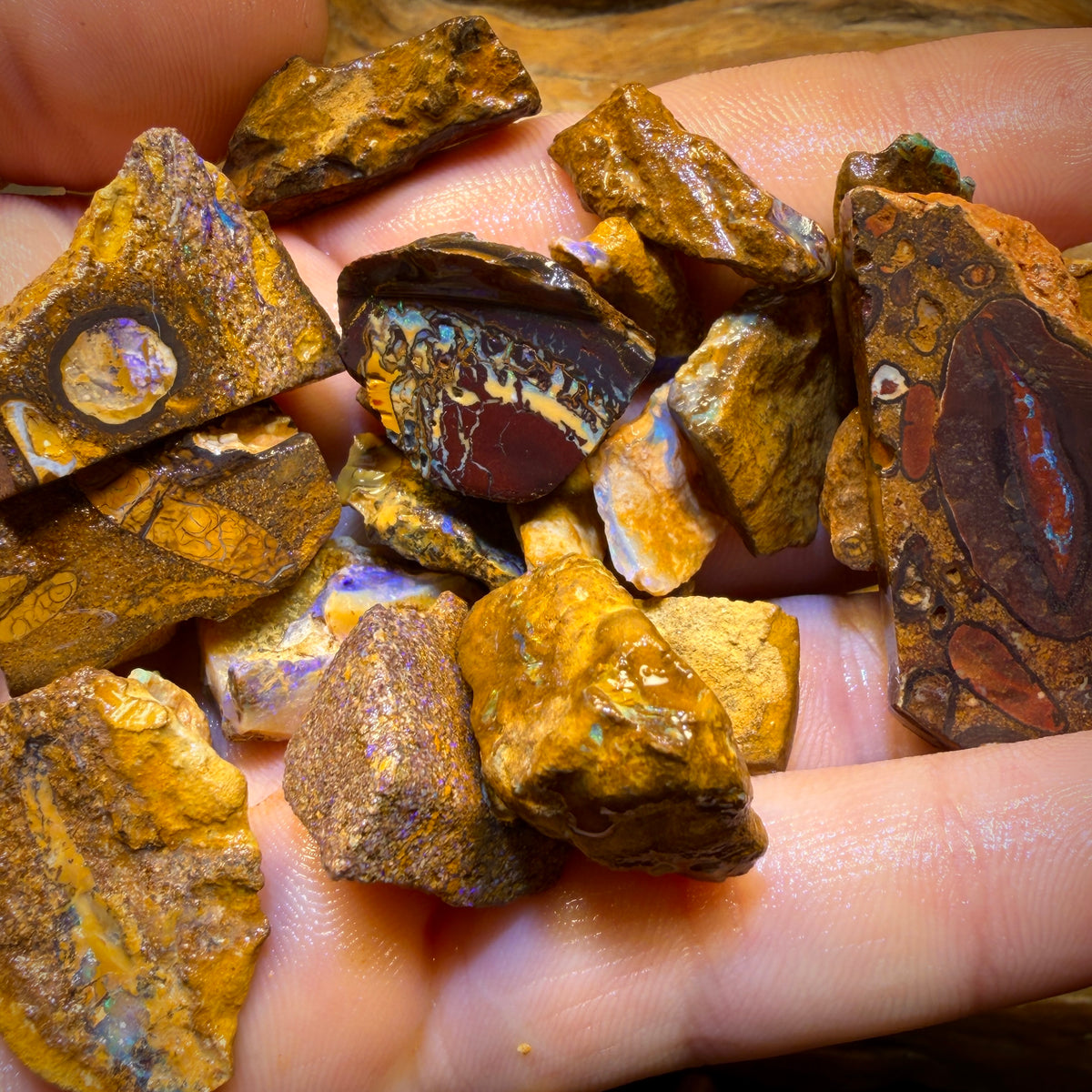 🔒439.5cts - 25x Opalised Wood/Vegetation Fossil Rough Parcel from Yowah