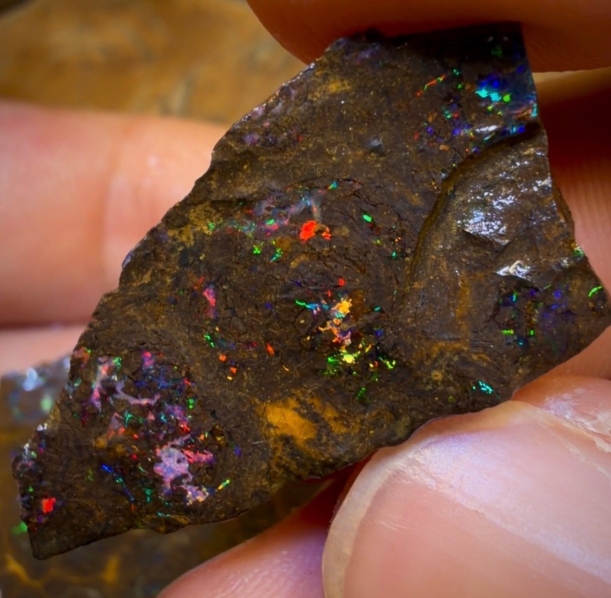 🔒Dealers Wildcard! 74.1cts - 3x Australian Boulder Opal Rough Parcel