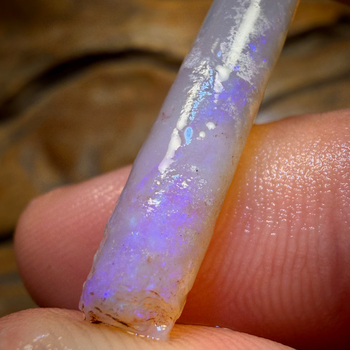 8.2cts - Opalised Belemnite Geological Specimen from South Australia