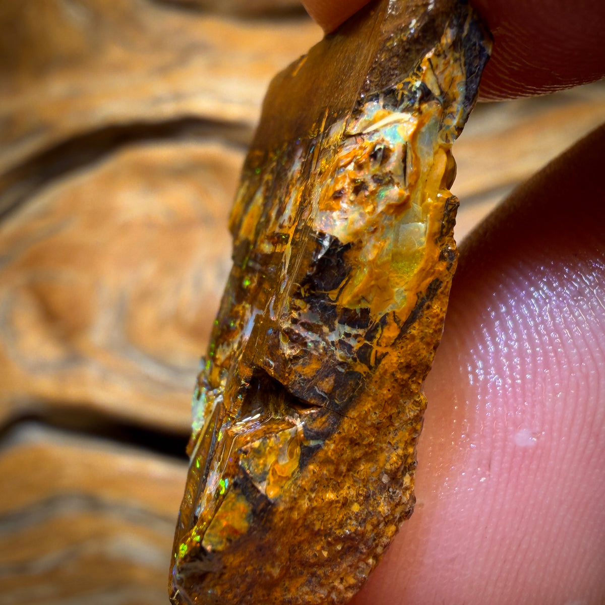 37.2cts - Vegetation Fossil Replacement Boulder Opal Rough Piece