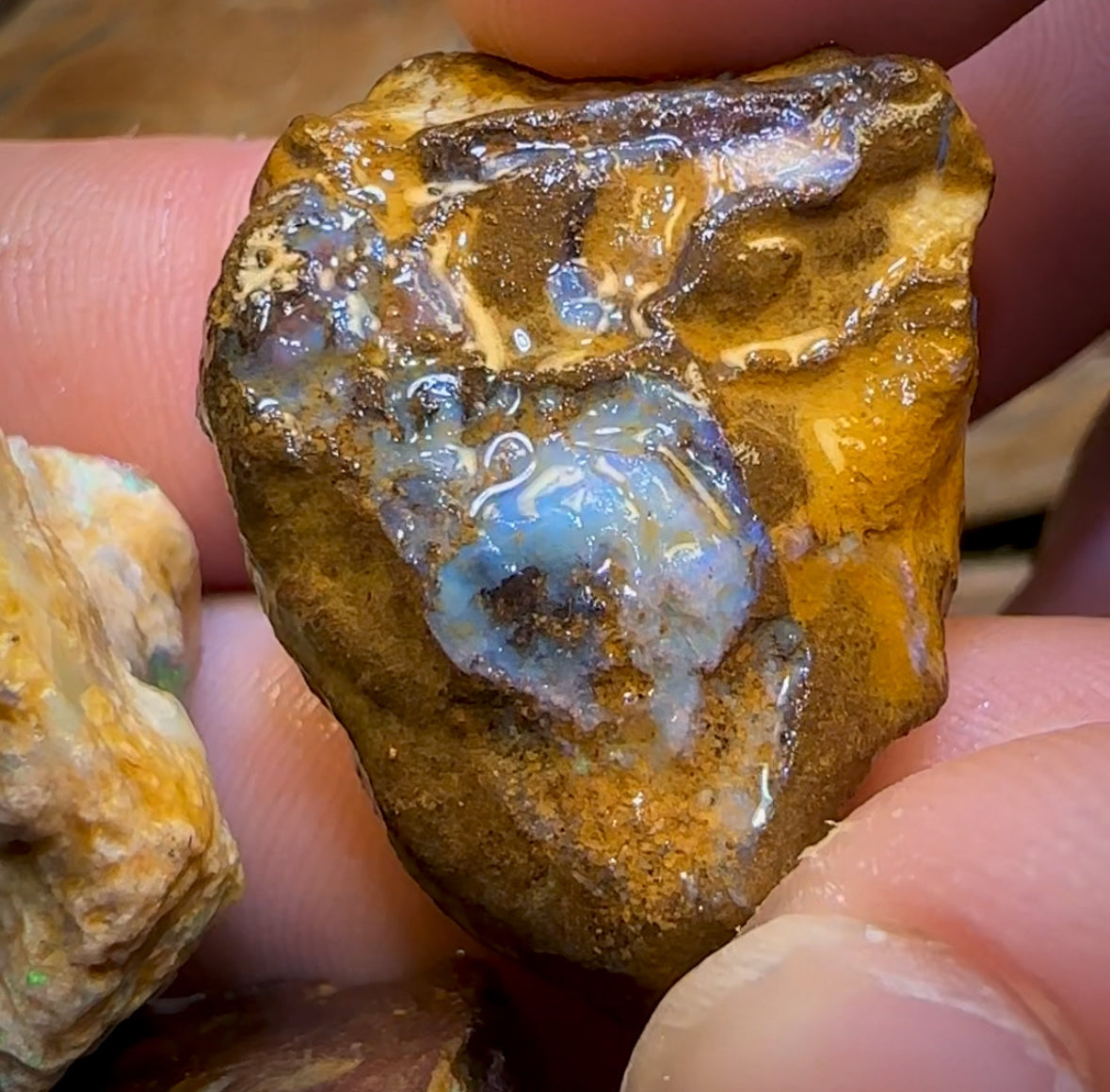 Auction Fall-Through = Your Gain! 🔥 Now More Than 50% Off RRP 🚨 335cts - 8x Opalised Wood/Vegetation Fossil Rough Parcel from Yowah