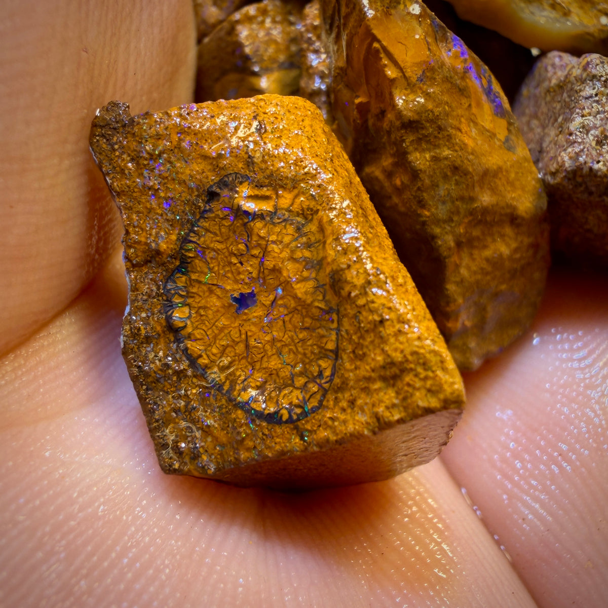 🔒439.5cts - 25x Opalised Wood/Vegetation Fossil Rough Parcel from Yowah