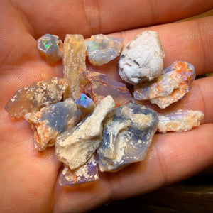 67.9cts - 13x Opalised Fossil Geological Specimens from Lightning Ridge