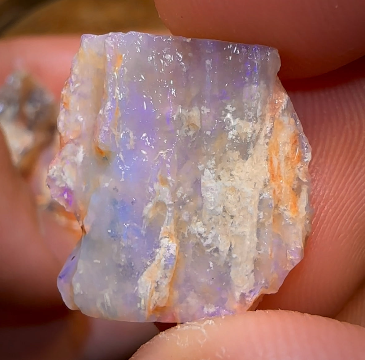 78.6cts - 6x Opalised Fossil Geological Specimens from Lightning Ridge