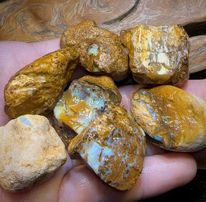 464.5cts - 7x Opalised Wood/Vegetation Fossil Rough Parcel from Yowah