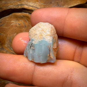 39.8cts - Opalised Shell Geological Specimen from South Australia