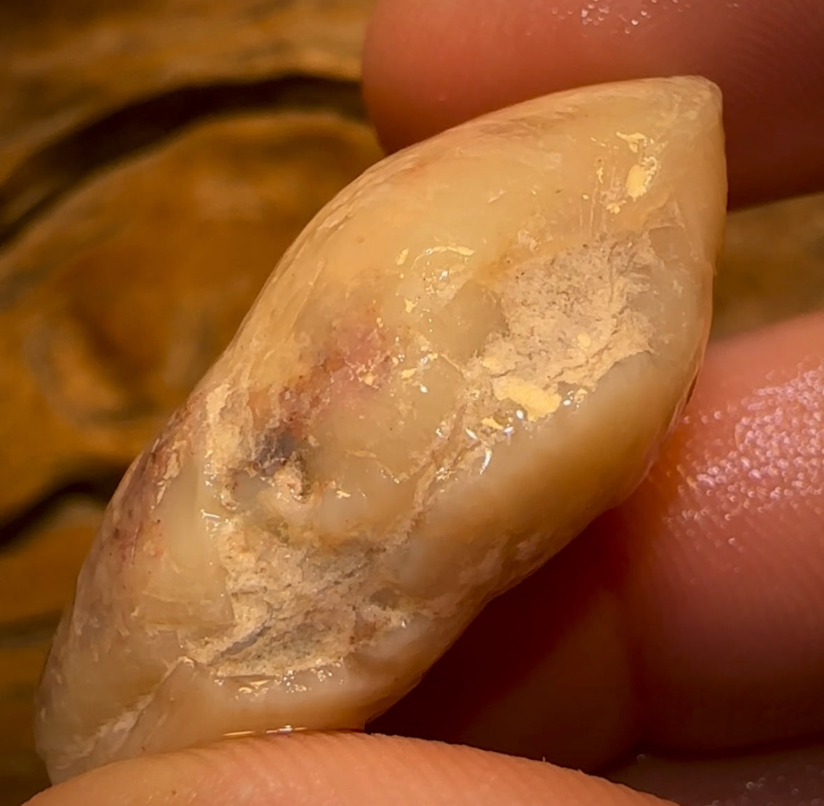 Auction Fall-Through = Your Gain! 🔥 Now More Than 50% Off RRP 🚨 59.1cts - Opalised Shell Rare Geological Specimen from South Australia