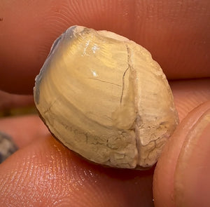 41.2cts - 4x Opalised Shell Geological Specimens from Lightning Ridge