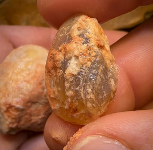 139.1cts - 3x Opalised Shell Geological Specimens from Lightning Ridge